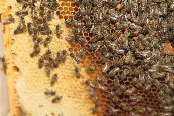 Včelařství Stanislav Benáček - med přímo od včelaře